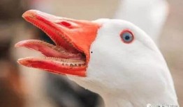 抖音网红大鹅 今日吃瓜爆料,今日吃瓜爆料，揭秘娱乐圈幕后真相