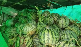 朝阳号外官网免费吃瓜,免费吃瓜盛宴，畅享夏日清凉！